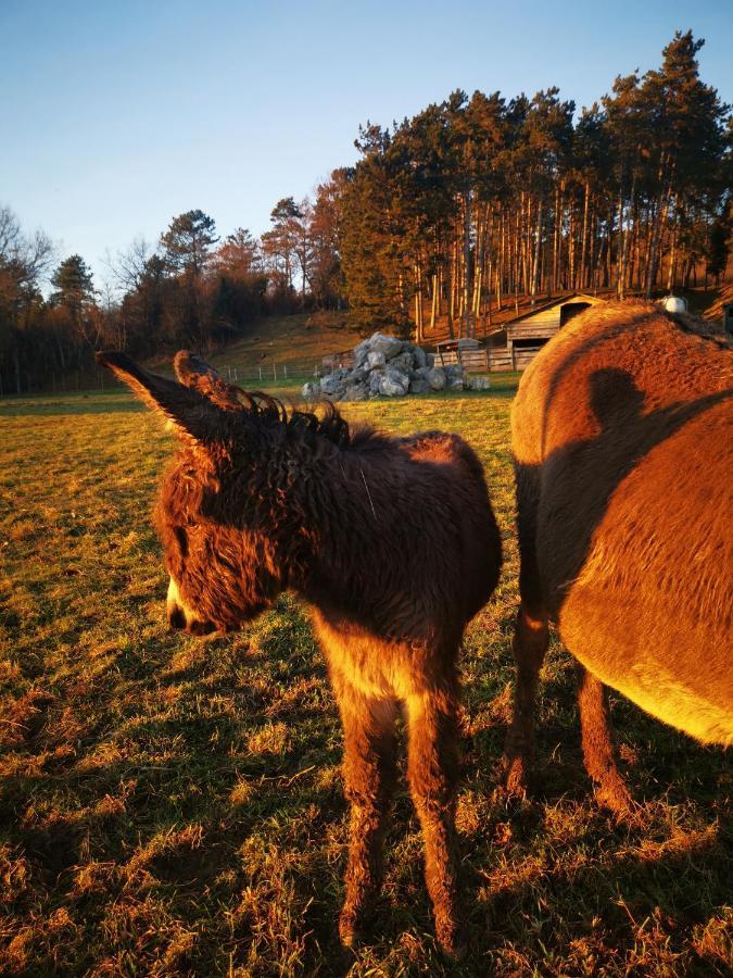 La Mirabelle Des 3 Forets Lejlighed Bricon Eksteriør billede